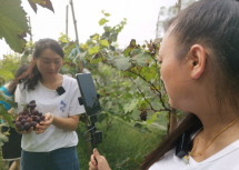 助农增收 铝都网姐直播暖心助